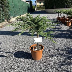 Fövenyboróka   JUNIPERUS CONFERTA SCHLAGER T1/4 K9