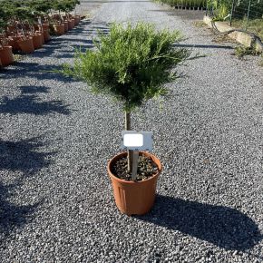 Arany terülő boróka  JUNIPERUS MEDIA OLD GOLD T1/4 K9