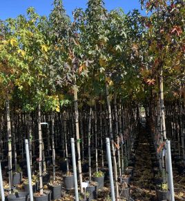 Amerikai ámbrafa  LIQUIDAMBAR STYRACIFLUA T200 6/8 K18