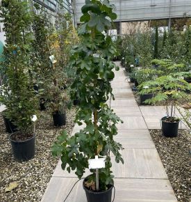 Amerikai ámbrafa  LIQUIDAMBAR STYRACIFLUA ROTUNDILOBA K10