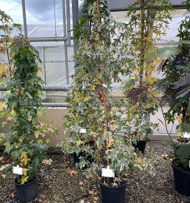 Amerikai ámbrafa  LIQUIDAMBAR STYRACIFLUA VARIEGATA 150/175 K18