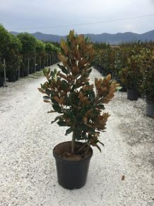 Örökzöld liliomfa   MAGNOLIA GRANDIFLORA LITTLE GEM 150/+ K30