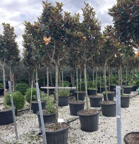 Örökzöld liliomfa MAGNOLIA GRANDIFLORA LITTLE GEM T120/140 16/18 K110