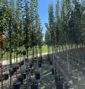 Díszalma MALUS EVERESTE T200 6/8 K18