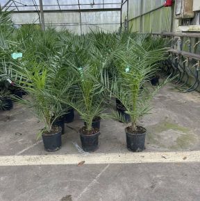 Datolyapálma PHOENIX CANARIENSIS 60/80 K3