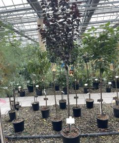 Vérszilva   PRUNUS CERASIFERA PISSARDI T1/2 K18