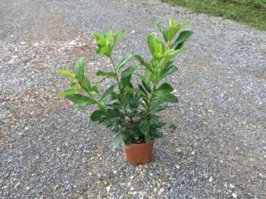 Közönséges babérmeggy PRUNUS LAUROCERASUS NOVITA 40/60+ K3