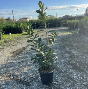 Közönséges babérmeggy PRUNUS LAUROCERASUS NOVITA 125/150 K10