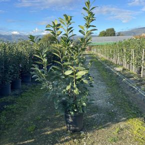 Közönséges babérmeggy PRUNUS LAUROCERASUS NOVITA 150/175 K18