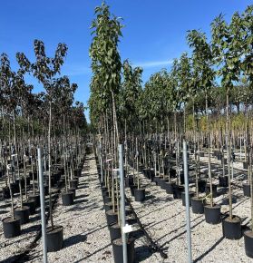 Oszlopos díszcseresznye   PRUNUS SERRULATA AMANOGAWA T200 6/8 K18