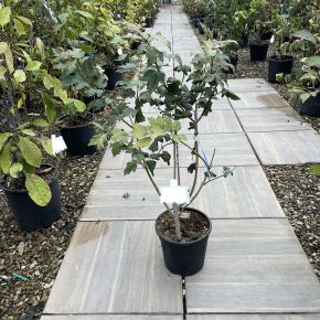 Labdarózsa    VIBURNUM OPULUS ROSEUM 60/+ K10