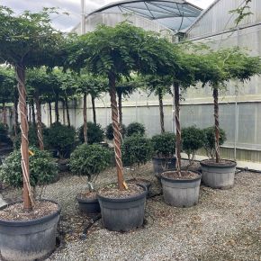 Kínai lilaakác   WISTERIA FLORIBUNDA MACROBOTRYS T100 TETŐ FORMA K180