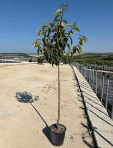 Datolyaszilva DIOSPYROS KAKI TIPO T1/2 K10