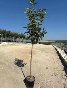Datolyaszilva DIOSPYROS KAKI VANIGLIA T1/2 K10