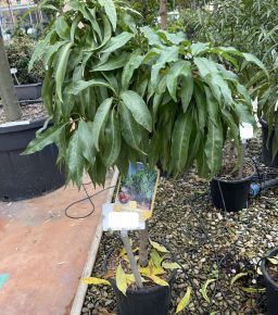 Nektarin PRUNUS NUCIPERSICA NANA PERSICHINA T1/4 K10