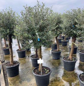 Olajfa  OLEA EUROPAEA T1/2 K35