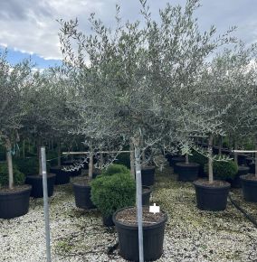 Olajfa  OLEA EUROPAEA T1/2 20/25 K150