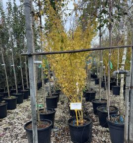 Japán juhar ACER PALMATUM BI-HOO 175/200 K30