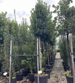 Szamócafa ARBUTUS UNEDO T200 22/25 K130