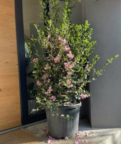 Kamélia   CAMELLIA JAPONICA SASANQUA CLEOPATRA 200/225 K90