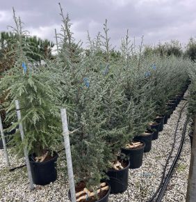 Atlasz cédrus CEDRUS ATLANTICA GLAUCA 150/170 K45