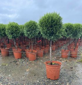 Arany lombú leyland ciprus CUPRESSOCYPARIS LEYLANDII CASTLEWELLAN GOLD T1/4 K7
