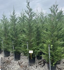 Leyland ciprus CUPRESSOCYPARIS LEYLANDII 200/250 K25