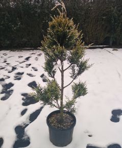 Leyland ciprus CUPRESSOCYPARIS LEYLANDII CASTLEWELLAN GOLD POM-PON 80/+ K9