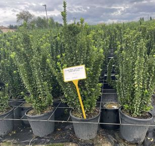 Japán kecskerágó    EUONYMUS JAPONICUS BENKOMASAKI ERECTA 70/+ K9