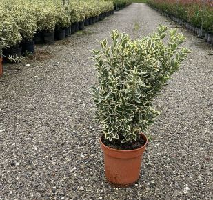 Japán kecskerágó EUONYMUS JAPONICUS BRAVO 60/80 K9