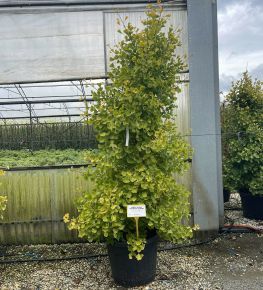 Páfrányfenyő  GINKGO BILOBA FASTIGIATA BLAGON 175/200 K70