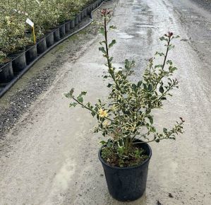 Közönséges magyal   ILEX AQUIFOLIUM ARGENTEOMARGINATA 40/+ K9