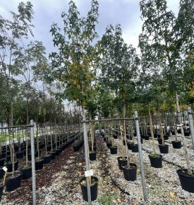 Amerikai ámbrafa   LIQUIDAMBAR STYRACIFLUA T200 8/10 K35
