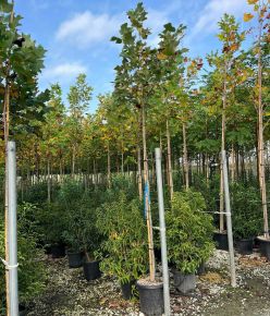 Tulipánfa LIRIODENDRON TULIPIFERA T200 8/10 K30