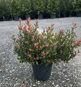 Örökzöld korallberkenye   PHOTINIA FRASERI CHICO 20/+ K9