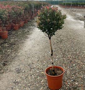 Örökzöld korallberkenye   PHOTINIA FRASERI CHICO T1/4 K7