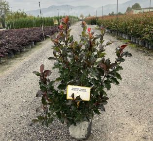 Örökzöld korallberkenye PHOTINIA FRASERI MAGICAL VULCANO 80/+ K9