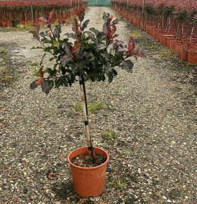Örökzöld korallberkenye PHOTINIA FRASERI MAGICAL VULCANO T1/4 K7