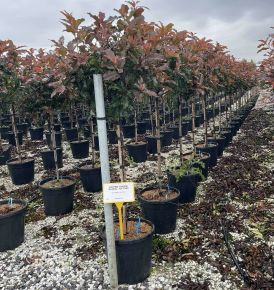 Örökzöld korallberkenye PHOTINIA FRASERI MAGICAL VULCANO T1/2 K18