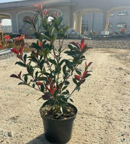 Örökzöld korallberkenye   PHOTINIA FRASERI COMPACTA 40/+ K3