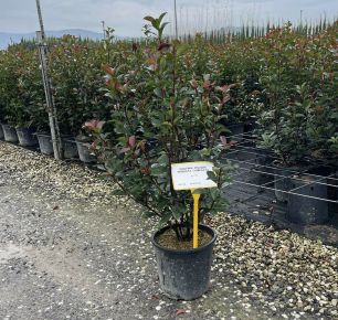 Örökzöld korallberkenye   PHOTINIA FRASERI COMPACTA 80/+ K9