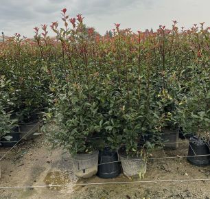 Örökzöld korallberkenye   PHOTINIA FRASERI COMPACTA 120/150 K18