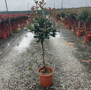 Örökzöld korallberkenye   PHOTINIA FRASERI COMPACTA T1/4 K7