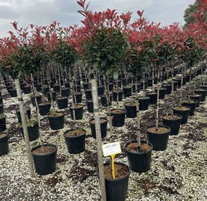 Örökzöld korallberkenye   PHOTINIA FRASERI COMPACTA T1/2 K18