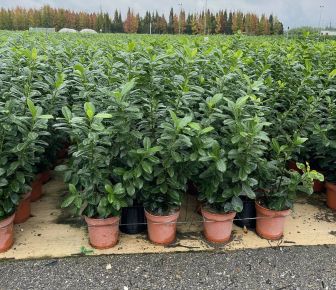 Közönséges babérmeggy   PRUNUS LAUROCERASUS NOVITA 100/120 K9