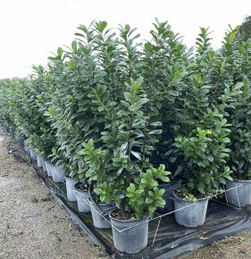 Közönséges babérmeggy   PRUNUS LAUROCERASUS NOVITA 125/150 K18