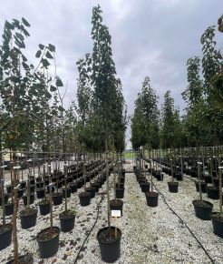 Kínai vadkörte PYRUS CALLERYANA CHANTICLEER T200 10/12 K35