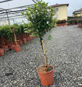 Téli bangita VIBURNUM TINUS T1/4 K7