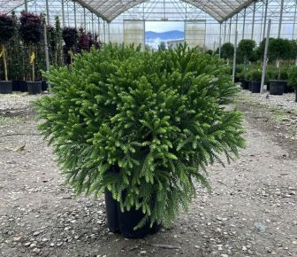 Törpe japán szugifenyő   CRYPTOMERIA JAPONICA GLOBOSA NANA 40/+ K9