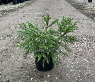 Törpe japán szugifenyő   CRYPTOMERIA JAPONICA GLOBOSA NANA 10/20 K3